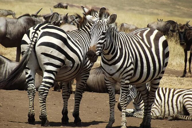 Joining Safari from Mwanza - Key things that make this Serengeti safari worth your time
