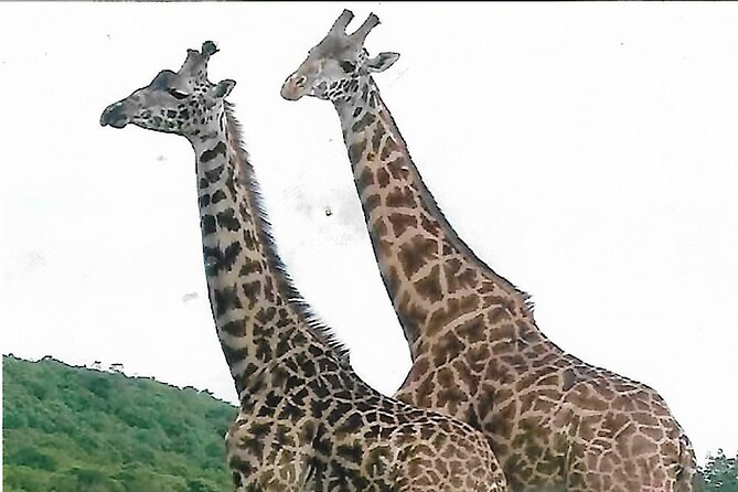 Joining Safari from Mwanza - Serengeti From Mwanza: the fast route to real wildlife