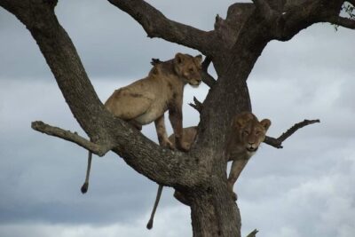 Joining Safari from Mwanza - Pickup and small-group comfort: less hassle, more looking
