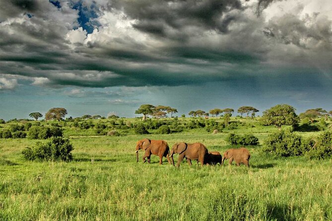 Joining Safari from Mwanza - Day 1 in western Serengeti: hippos, crocodiles, zebras, and giraffes