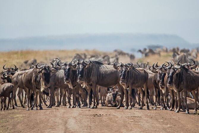 Joining Safari from Mwanza - Meals included: less planning stress, more energy for spotting animals
