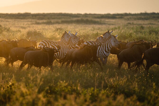 Joining Safari from Mwanza - Price and value: what $920 buys (and what you should verify)