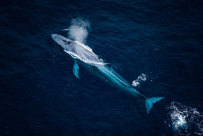 Kaikoura Whale Watching - 45 Minute Ocean Safari - Key highlights worth knowing