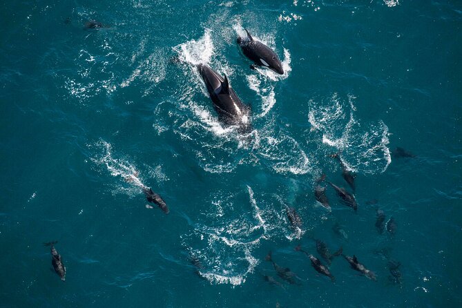 Kaikoura Whale Watching - 45 Minute Ocean Safari - Price and value at $511.97 per person