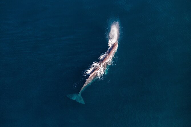 Kaikoura Whale Watching - 45 Minute Ocean Safari - Weather and refunds: the reality of helicopters in Kaikōura