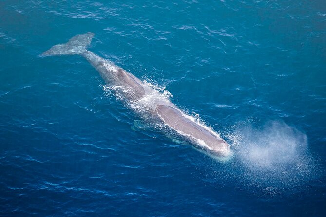 Kaikoura Whale Watching - 45 Minute Ocean Safari - Spotting chances: what to expect when the ocean cooperates