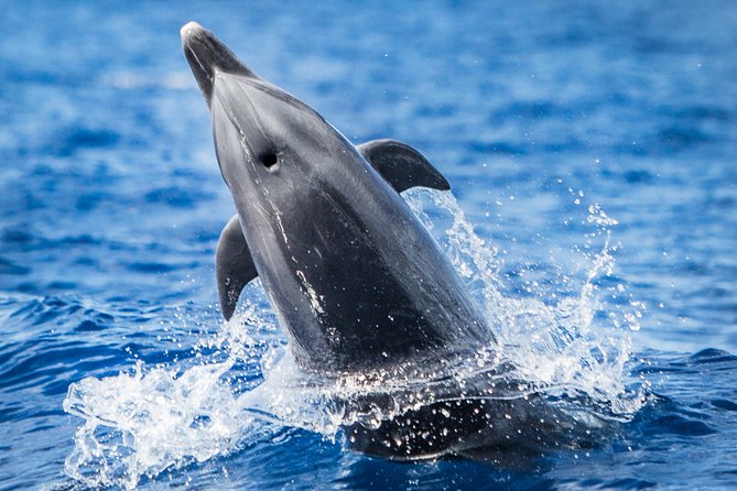 Kaimana Ocean Safari - Key things that make Kaimana Ocean Safari worth your morning