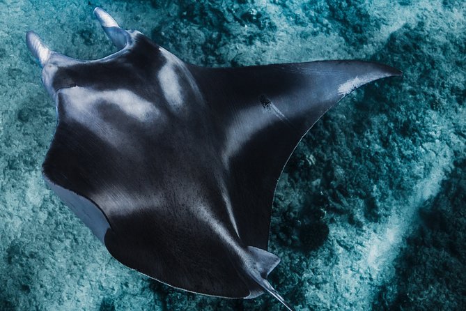 Kaimana Ocean Safari - Guides and safety: the part that makes animal encounters feel responsible