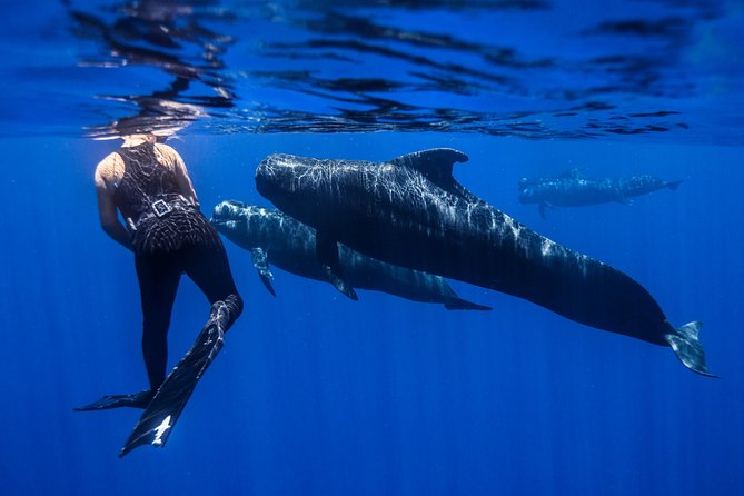Kaimana Ocean Safari - What you might see: the wildlife range is wide (but not guaranteed)