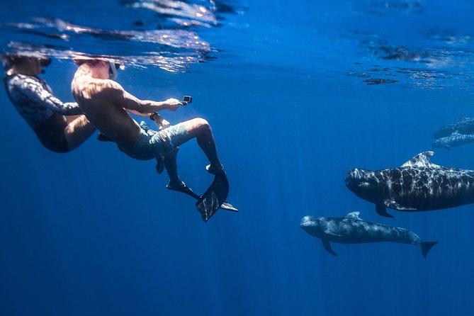 Kaimana Ocean Safari - Snorkeling gear and what to bring: your comfort checklist