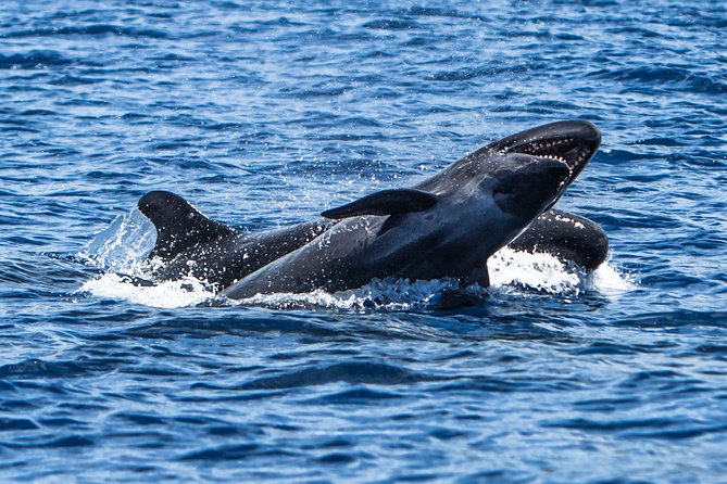 Kaimana Ocean Safari - Price and value: what $200 buys you on the Kona water