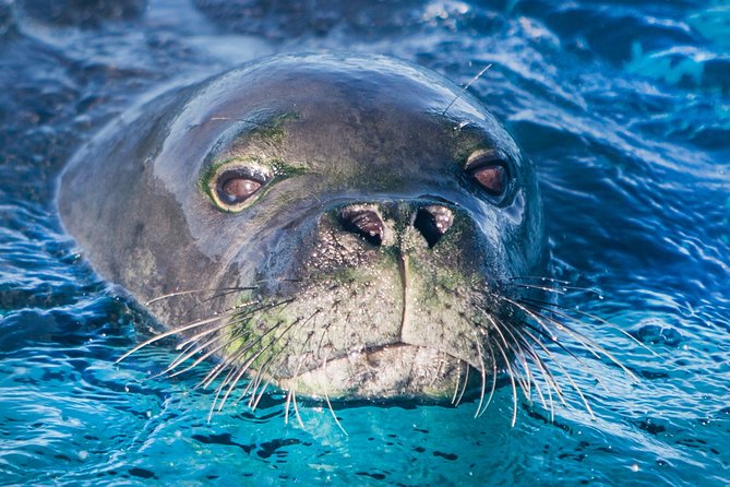 Kaimana Ocean Safari - Who this tour suits best (and who should rethink it)