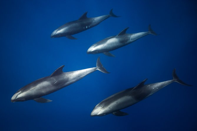 Kaimana Ocean Safari - Weather, flexibility, and why the ocean controls the plan