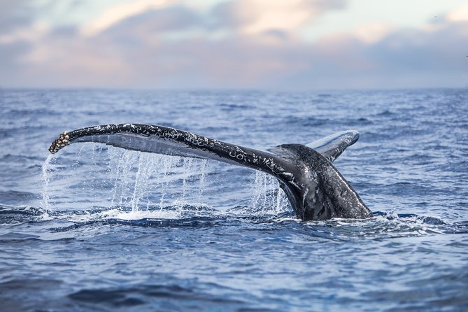 Kaimana Ocean Safari - The 4-hour flow on the water: what your morning is likely to look like
