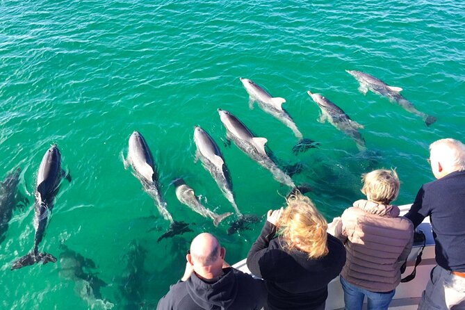 Kangaroo Island 75-Minute Coastal Safari - What you’ll see along the coastline: dolphins, long-nosed seals, and eagles