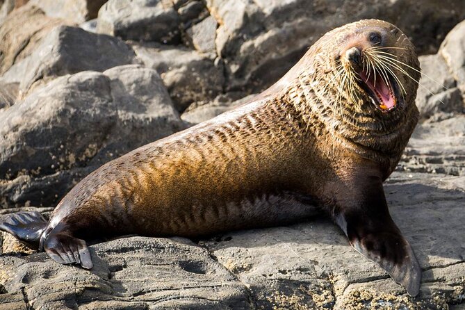 Kangaroo Island 75-Minute Coastal Safari - Weather and sea conditions: the reality check that protects your trip