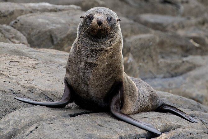 Kangaroo Island 75-Minute Coastal Safari - Price and value at about $63.12 per person