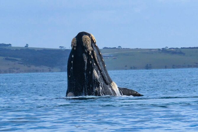Kangaroo Island 75-Minute Coastal Safari - Who this Kangaroo Island coastal safari suits best