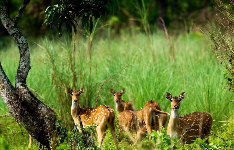 Kathmandu/Pokhara: 3 Day Chitwan Jungle Safari Tour - Chitwan National Park: Why This Safari Works So Well
