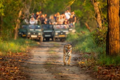 Kathmandu/Pokhara: 3 Day Chitwan Jungle Safari Tour - Day 1: Tharu Village, Sunset Safari Energy, and a Cultural Evening