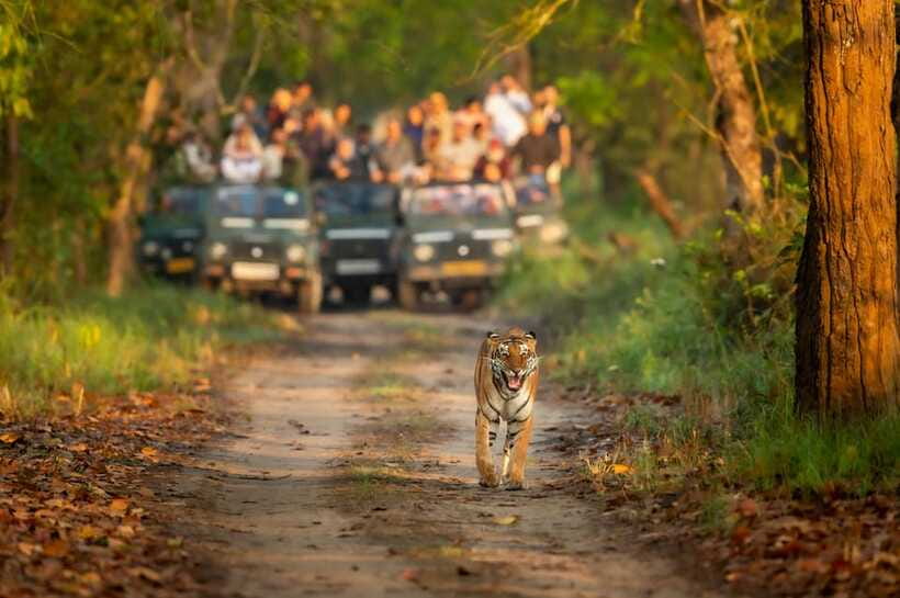 Kathmandu/Pokhara: 3 Day Chitwan Jungle Safari Tour - Cultural Time With the Tharu: Why It’s Part of the Value