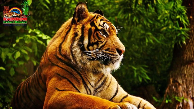 Kathmandu/Pokhara: 3 Day Chitwan Jungle Safari Tour - Price and Value: Is $129 a Fair Deal for 3 Days?