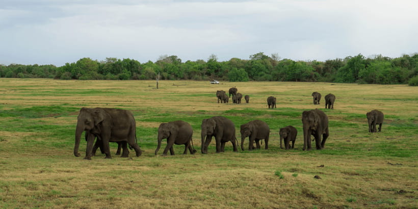 Kaudulla National Park Half Day Sri Lanka Jeep Safari - Should you book Kaudulla Jeep Safari?
