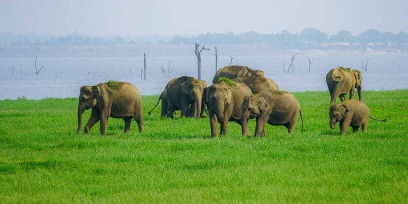 Kaudulla National Park Half Day Sri Lanka Jeep Safari - Golden-hour Kaudulla: where the elephant action actually happens