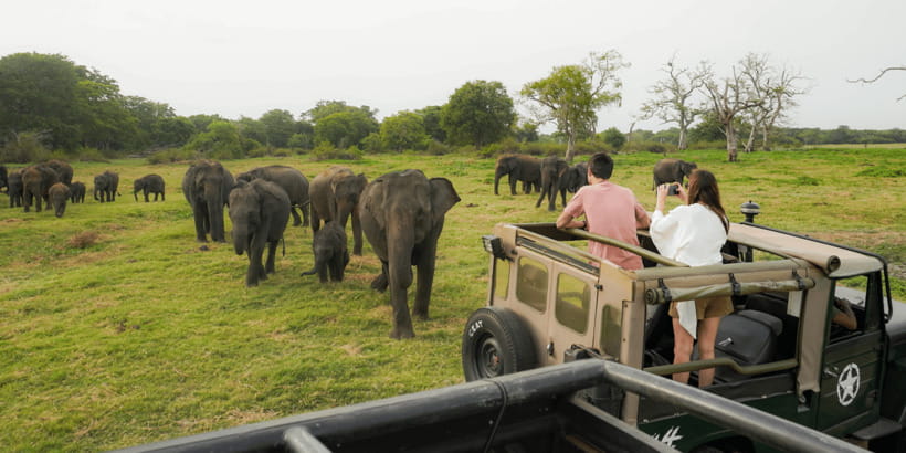 Kaudulla National Park Half Day Sri Lanka Jeep Safari - Kaudulla Tank safari: elephant herds, close viewing, and smarter angles