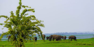 Kaudulla National Park Half Day Sri Lanka Jeep Safari - Getting picked up in the Sigiriya area (and not losing daylight)