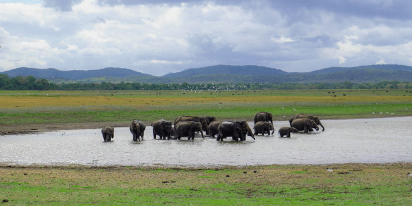 Kaudulla National Park Half Day Sri Lanka Jeep Safari - The jeep ride reality: fun, bumpy, and very worth it