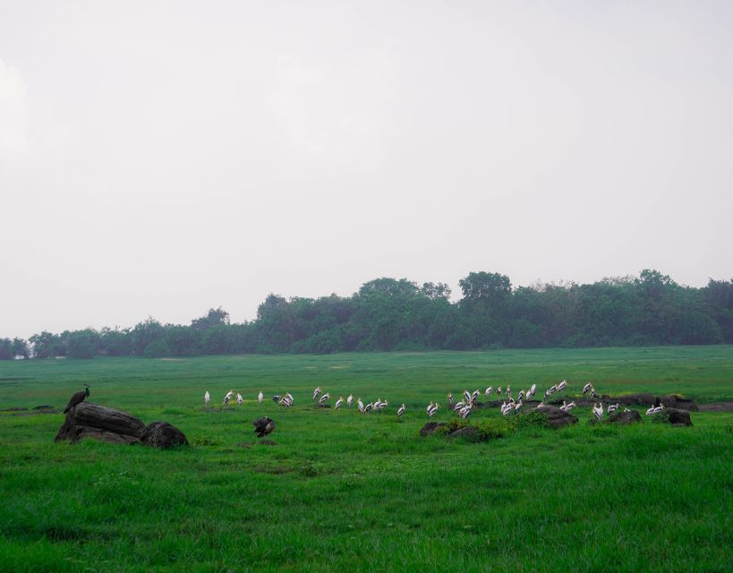 Kaudulla National Park Half Day Sri Lanka Jeep Safari - Price and logistics: what you pay for, and what costs extra