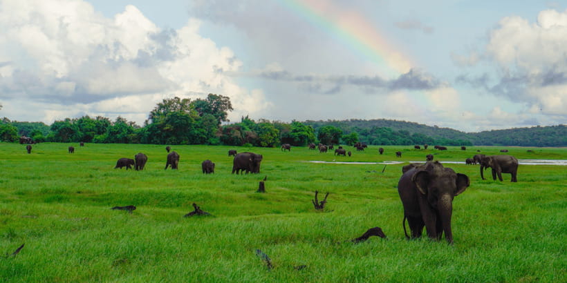 Kaudulla National Park Half Day Sri Lanka Jeep Safari - What to bring (so you’re not stuck mid-safari)