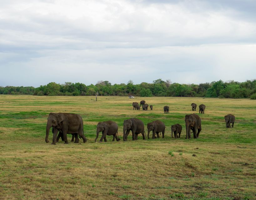 Kaudulla National Park Half Day Sri Lanka Jeep Safari - Who this safari suits best