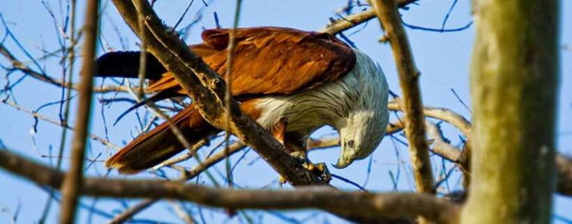 Kaudulla National Park Private Elephant & Wildlife Safari - Key things that make this Kaudulla safari worth it