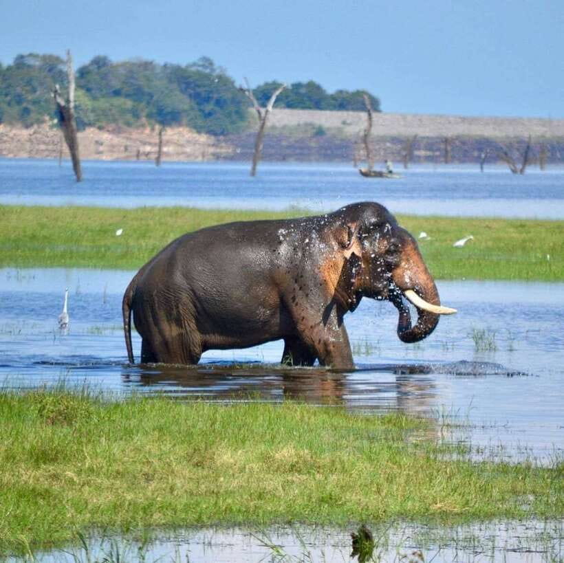 Kaudulla National Park Private Elephant & Wildlife Safari - Wildlife beyond elephants: what else you should expect to spot