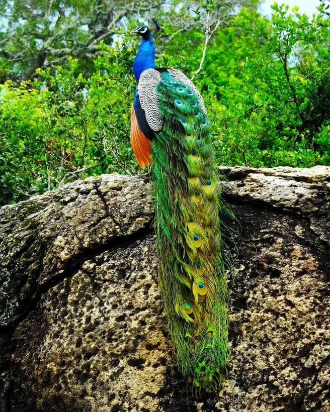 Kaudulla National Park Private Elephant & Wildlife Safari - Price and value: what $32 covers, and what you’ll still pay