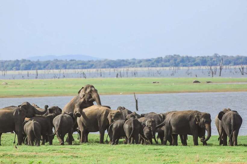 Kaudulla National Park Private Elephant & Wildlife Safari - Timing and expectations: make four hours work for you