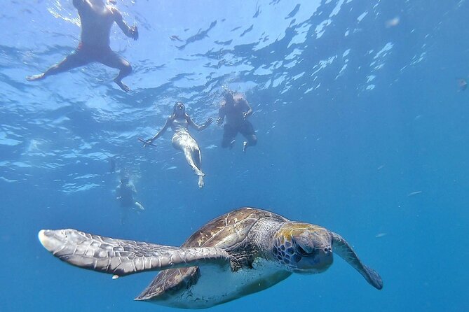 Kayak Safari with Dolphin and Turtle Watching in Guaza - Key Things I’d Notice First