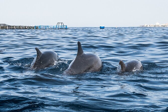 Kayak Safari with Dolphin and Turtle Watching in Guaza - Kayaking the Guaza Coast: A Wildlife Safari, Not a Theme Park