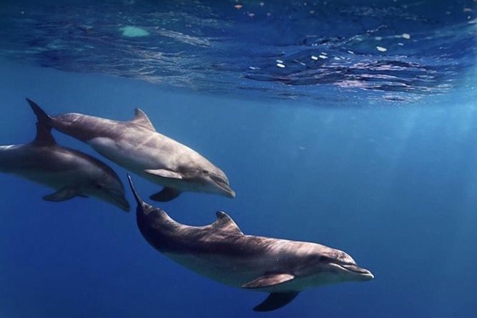 Kayak Safari with Dolphin and Turtle Watching in Guaza - Snorkeling Gear Included: What You Get and How to Use It Well