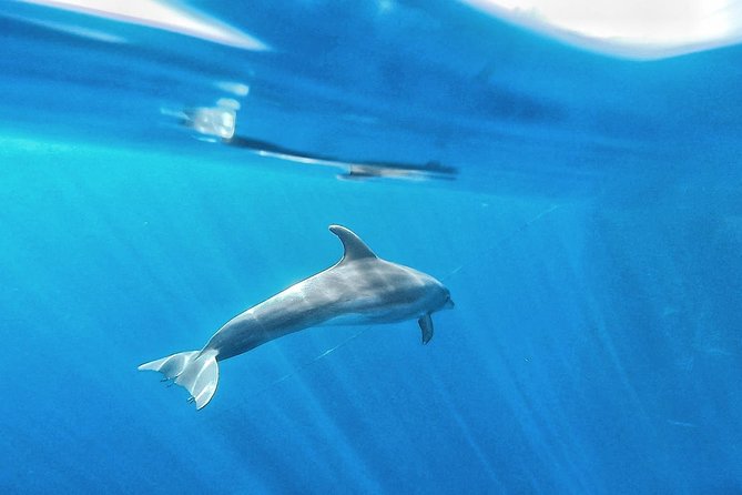 Kayak Safari with Dolphin and Turtle Watching in Guaza - Price Check: Is About $45.97 Worth It?