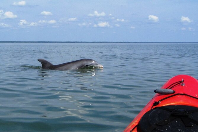 Kayak With Dolphins in Historic Shem Creek - Wildlife Time: Dolphins, Manatees (Summer), and Loggerhead Turtles