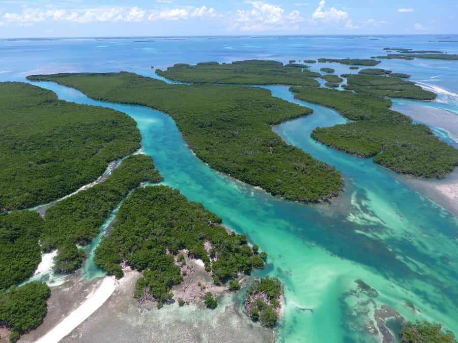 Key West: Eco Safari Sandbar Tour with Snorkeling - Through the mangrove maze: what you might spot on the ride