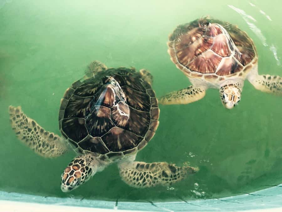 Khao Lak Eco-Safari: Elephants, Tsunami Museum, and Turtles - Price check: what $112 buys you (and when it’s worth it)