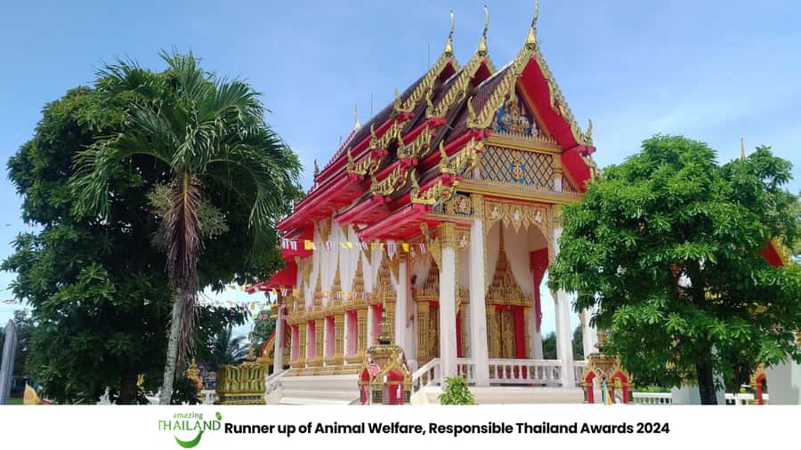 Khao Lak Eco-Safari: Elephants, Tsunami Museum, and Turtles - Feeding bananas, learning body language, and what “caretaker life” really means