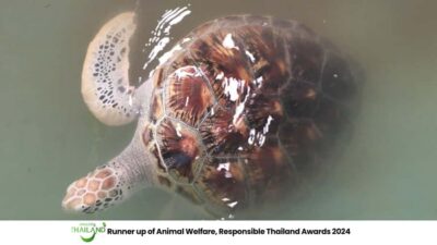 Khao Lak Eco-Safari: Elephants, Tsunami Museum, and Turtles - Ethical elephant walking: close, calm, and rules-based