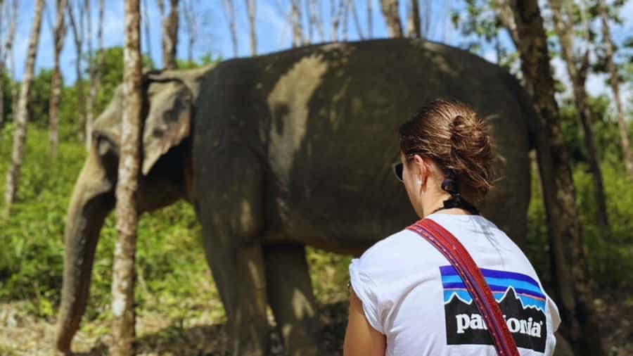 Khao Lak Eco-Safari: Elephants, Tsunami Museum, and Turtles - Royal Thai Navy turtle nursery: breeding programs you can actually see