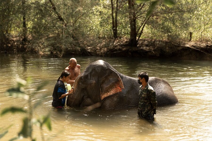 Khao Lak: Elephant Safari with Lunch - What’s Included (and Why That Matters for Value)