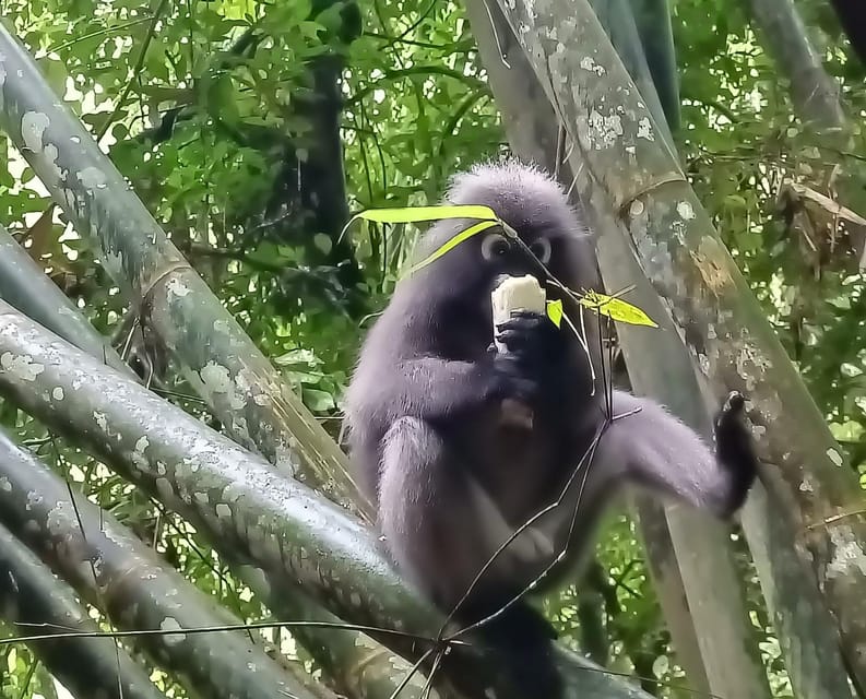 Khao Sok: Private Day Trekking, Jungle Dinner & Night Safari - Practical packing and timing tips that actually help